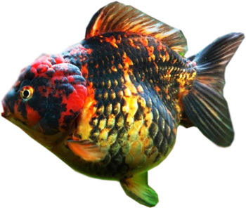 Quality Gold Fish Online