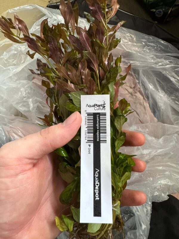 Ludwigia Repens Bunch