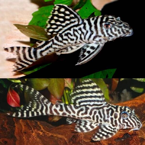 L066 Plecos 3cm