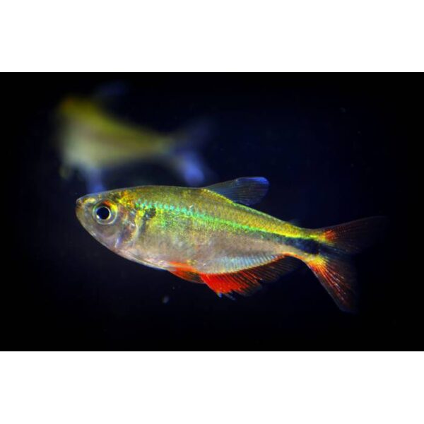 Buenos Airs Tetra 3.5cm