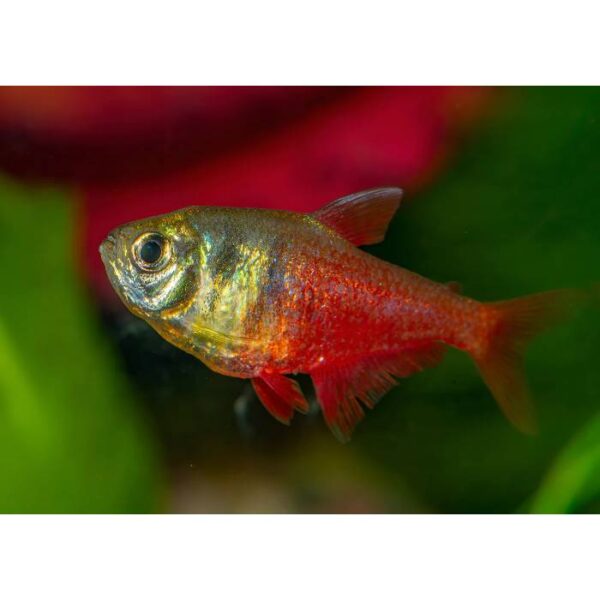 Flame Tetra 2.5-3cm