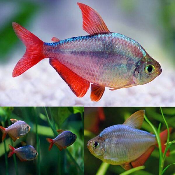 Red Blue Columbian Tetra 3cm