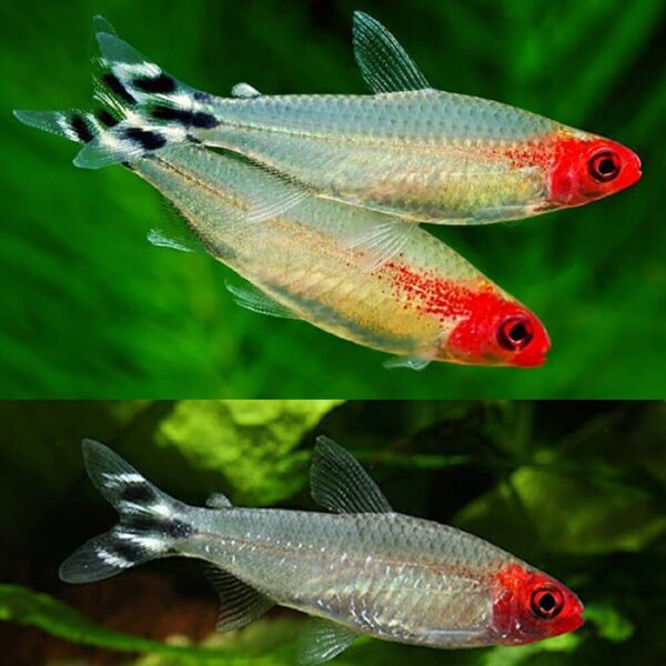 Rummy Nose Tetra 3.5cm