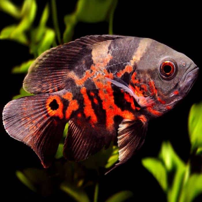 Red Tiger Oscar 5cm - Brisbane Discus & Aquariums