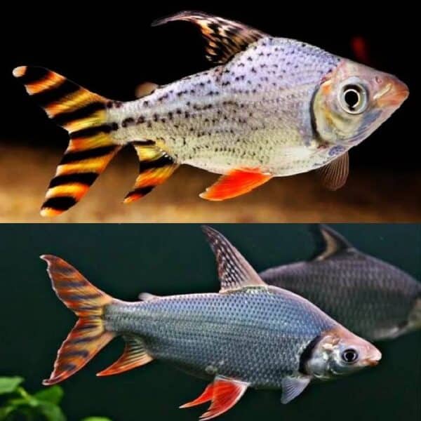 Flagtail Prochilodus Red Finned