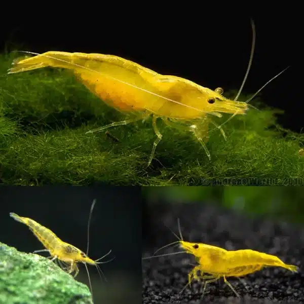 Cherry Shrimp Yellow