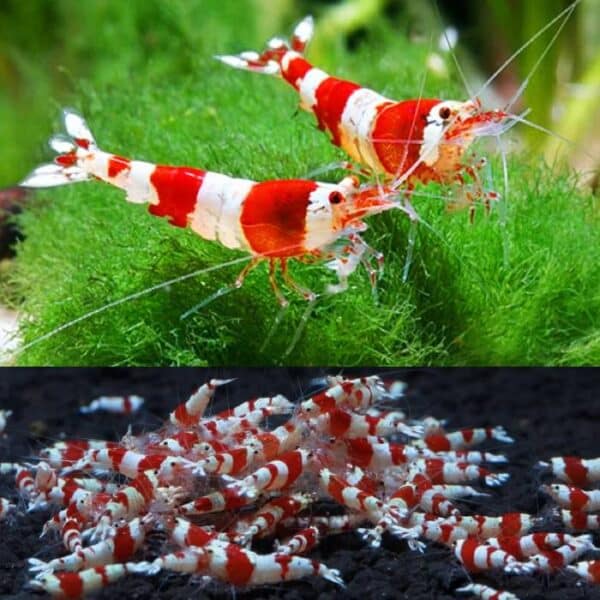 Pure Crystal Red Shrimp