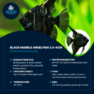 Black Marble Angelfish 3.5-4cm