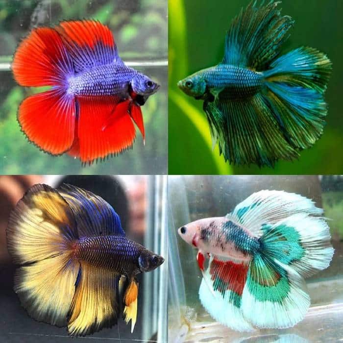 Premium Assorted Double Tail Half Moon Male Betta - Brisbane Discus ...