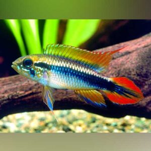 Double Red Apistogramma Agassizi 1