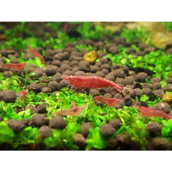 Red Cherry Shrimp