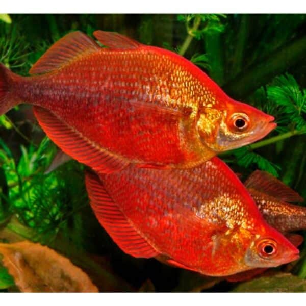 Red Rainbow Fish 4cm