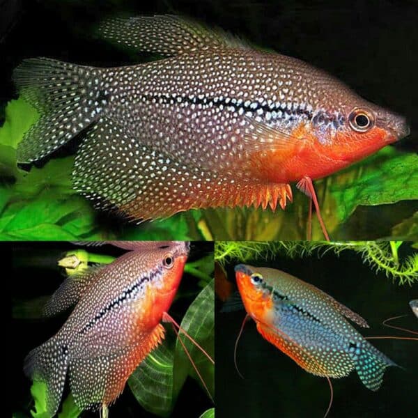 Gourami Pearl