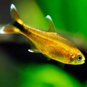 silvertip tetra shrimplovers