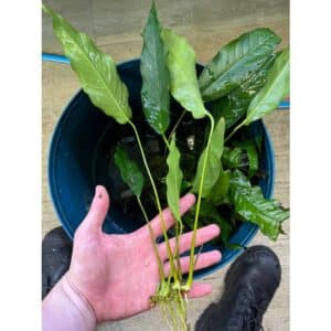 Anubias Assorted Large 1