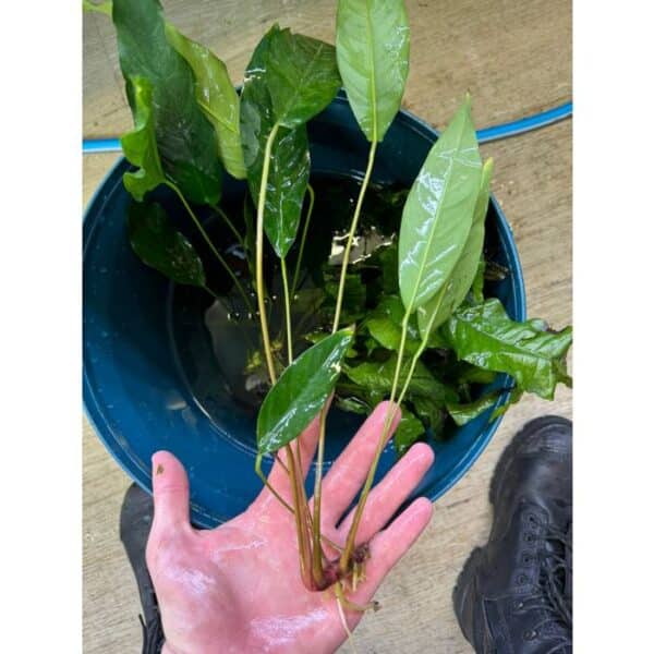 Assorted Anubias - Large - Image 2