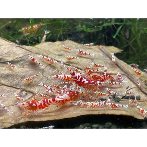 red fancy tiger shrimp mix sizegrade 3 trunk 520