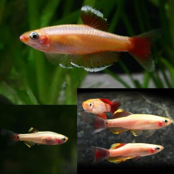 Gold White Cloud Mountain Minnow 2-3cm