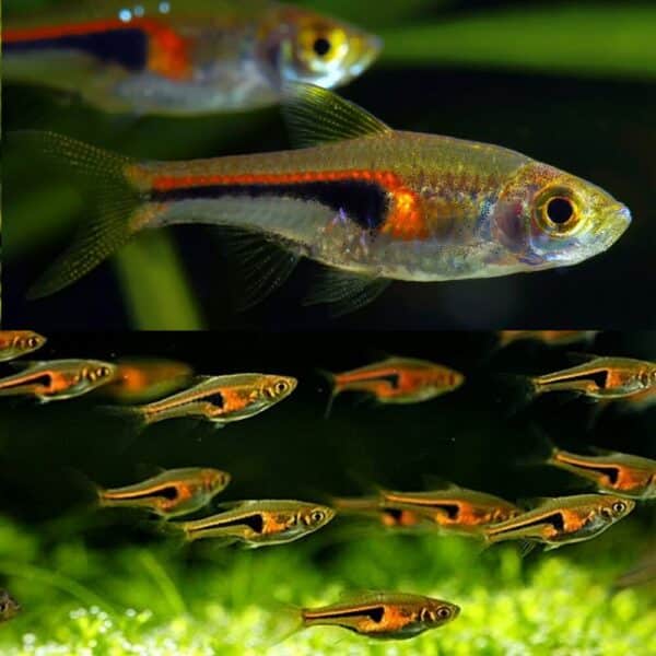 Hengeli Rasbora 2.5cm