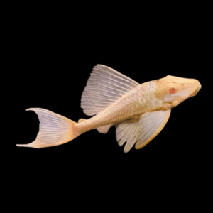 Albino Common Pleco 450x450 1