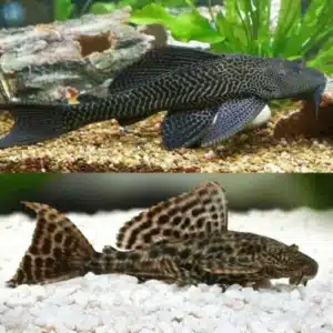 Catfish Pleco Common 15cm 500x500.jpg