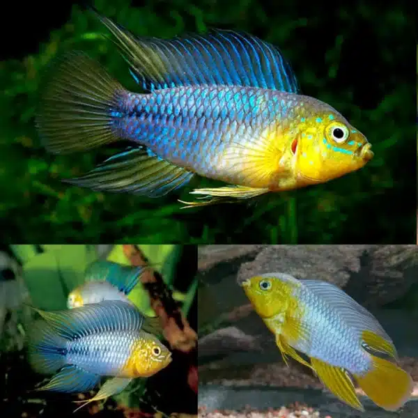 Cichlid Apisto Borelli Yellow Blue