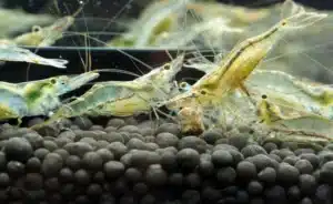 LCANQAlgaeShrimp 5000x