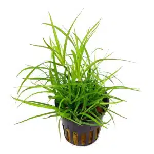 juncus repens 5000x