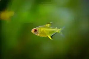 lemon tetra