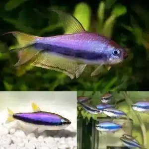 Blue Emperor Tetra Kerri Kerri 510x510 1