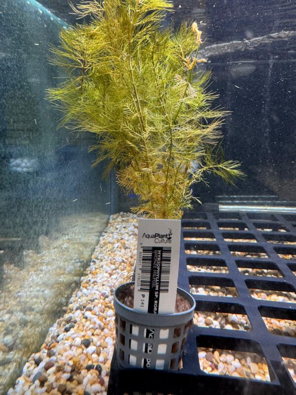 Bronze Milfoil Pot - Image 2