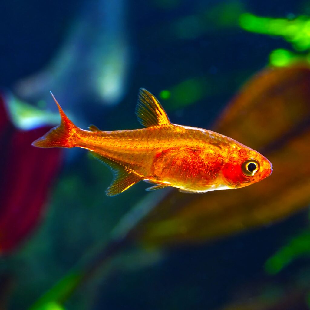 Fire Ember Tetra are vibrant