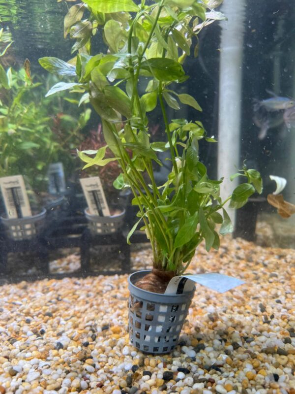 Hygrophila Polysperma Pot - Image 2