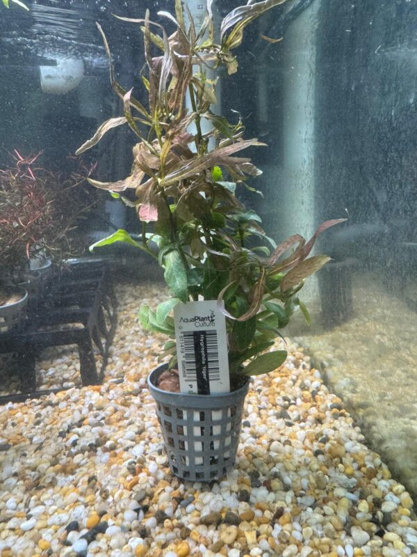 Hygrophila 'Tiger' Pot - Image 2