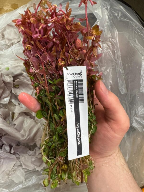 Rotala Bloodii 'Blood Red' Bunch