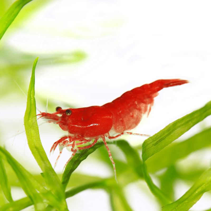 Red Cherry Shrimp are ideal for your aquarium