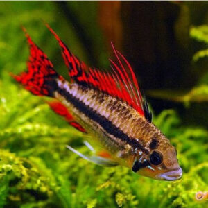 Dwarf-Triple-Red-Cacatuoides-Cichlid_599x