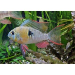 Bolivian Butterfly Ram 4.5cm