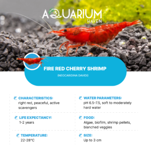 Fire Red Cherry Shrimp