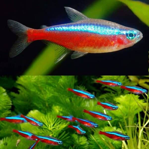 Cardinal Tetra 2cm