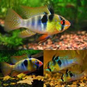 German Blue Ram